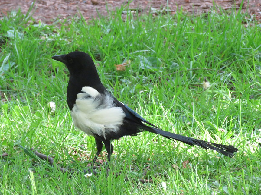 eurasian-magpie