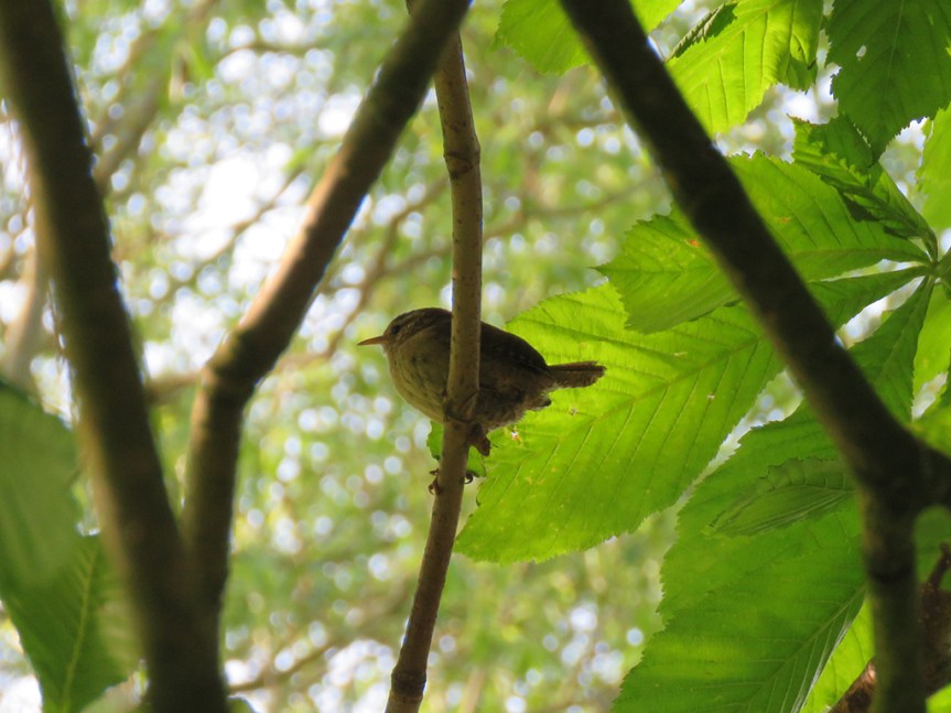Tiny wren perched among foliage.