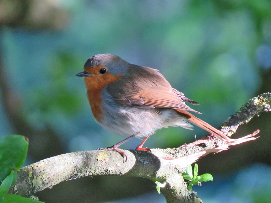 european-robin