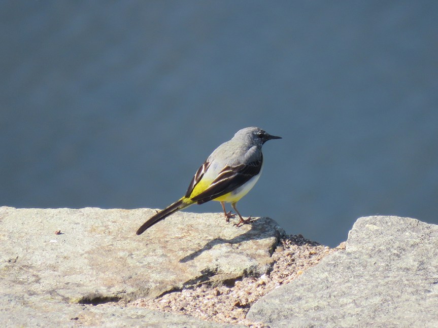 Songbird on wall over the water.