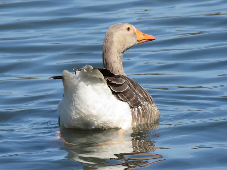 Greylag Goose swimming