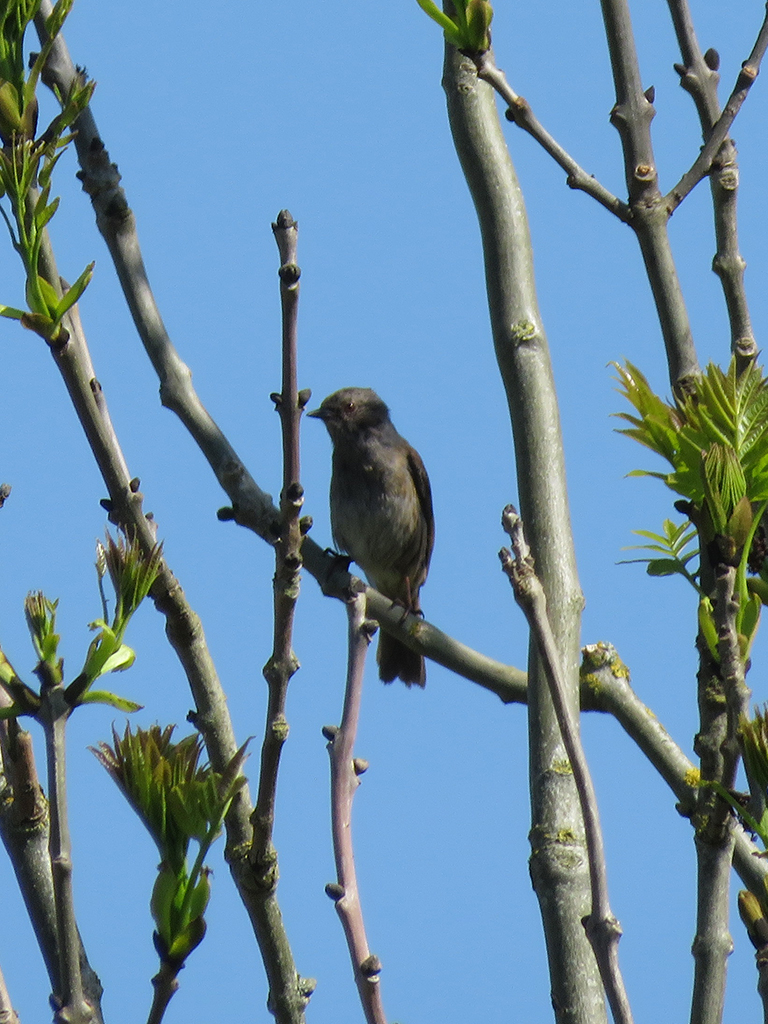 Another small songbird perched on a young tree's branch.