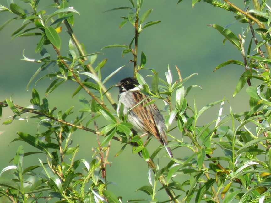 Small songbird perched in a bush.