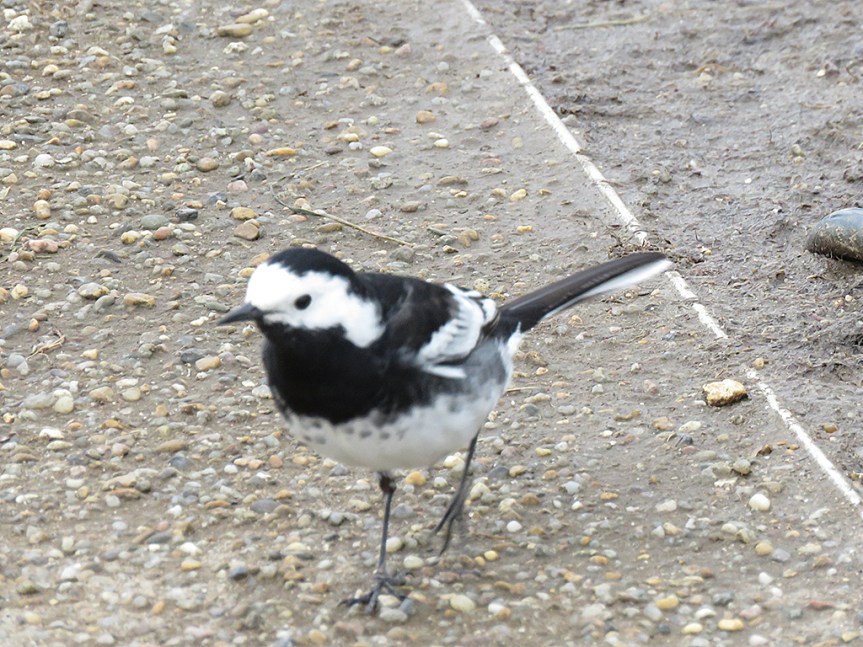white-wagtail01