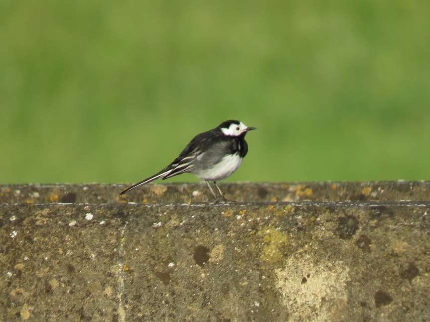 White-Wagtail_01