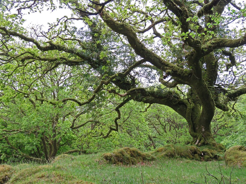 And old and gnarled tree, covered in moss.