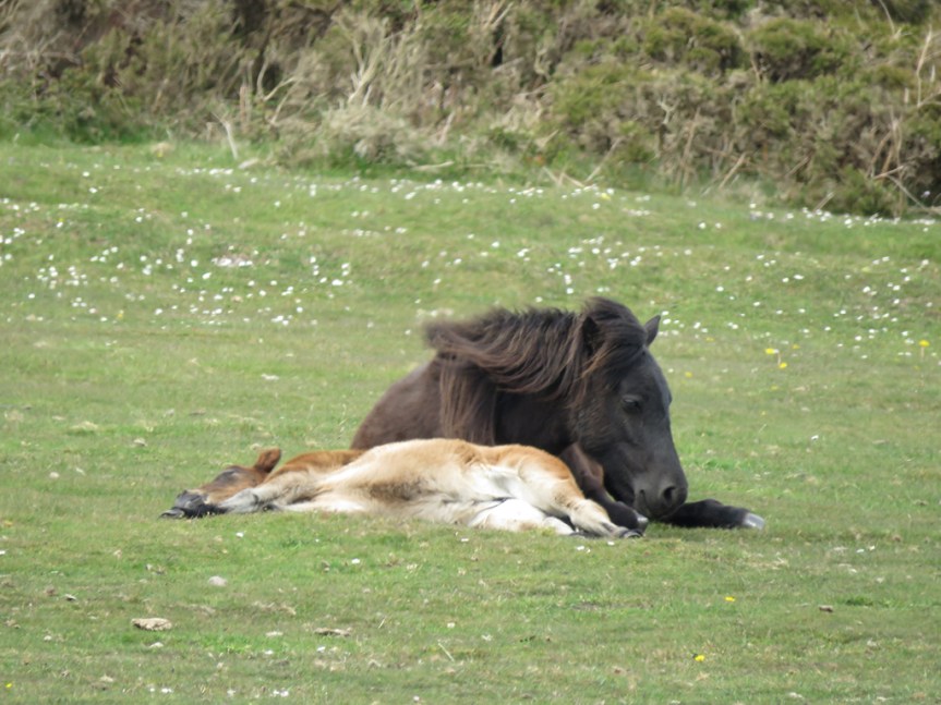 A foal and its mother laying on grass