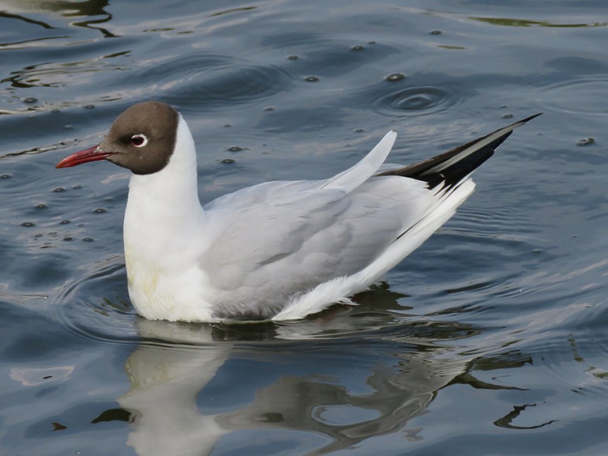 Small white gull with a dark brown head.