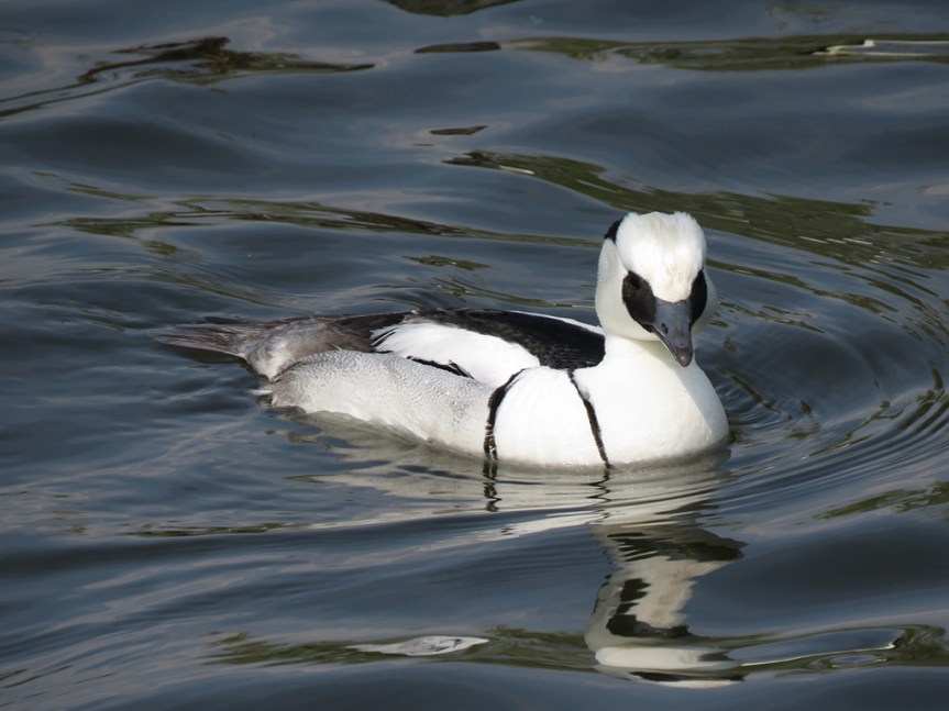 Mostly white duck (with some black on face and back).
