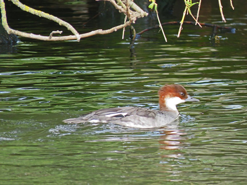 Grey duck with a white throat and russet head.