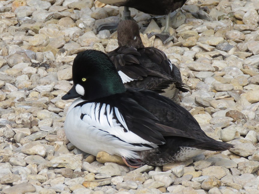White duck with a black back and greenish head, a brown headed duck behind it.