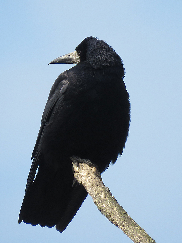 Large black bird with a gray face and bill.