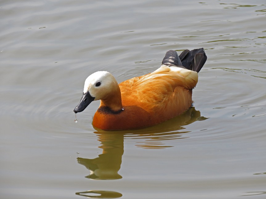 A orange-red duck with a white head and black bill and tail.