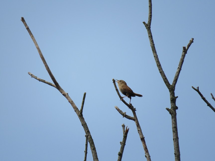 Small brown bird sining, perched atop twigs in a dead tree.