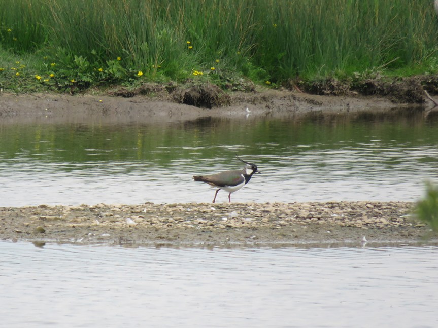 Brown, black and white shorebird with 2 head streamers, walking on a mudflat.