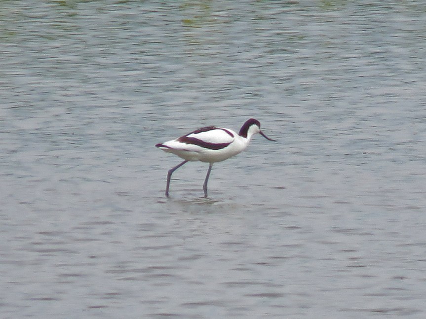 Black and white wading bird with an up-swept bill.