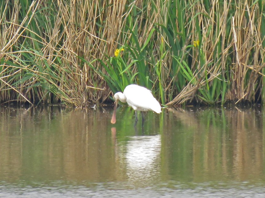 White wading bird with a spoon-shaped bill in front of tall marsh vegetation.