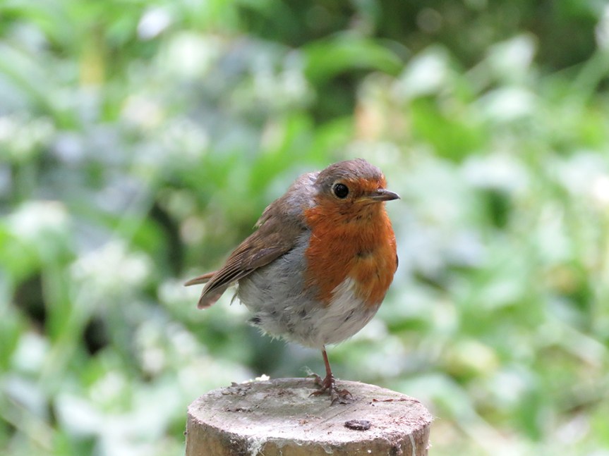 Small gray bird with a red-orange face and breast.