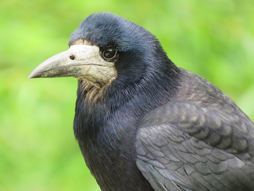 Close of of a black bird with gray face and bill.