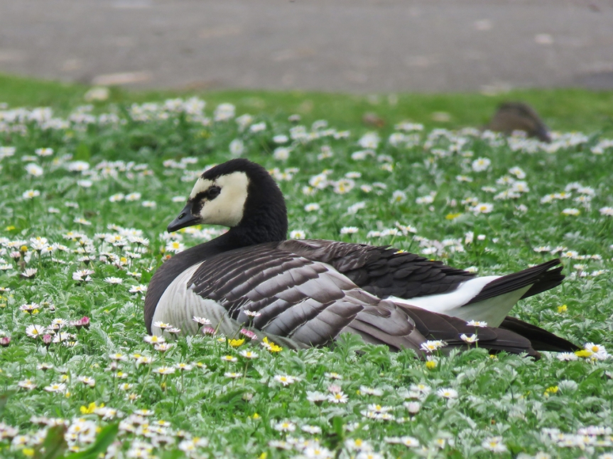 Black and white goose sitting among daisies.