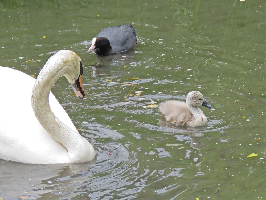 An adult swan keeps one eye on a nearby coot while watching its little gray cygnet swim along.